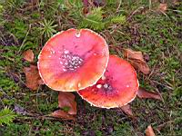 Amanite tue-mouches - Amanita muscaria (07)